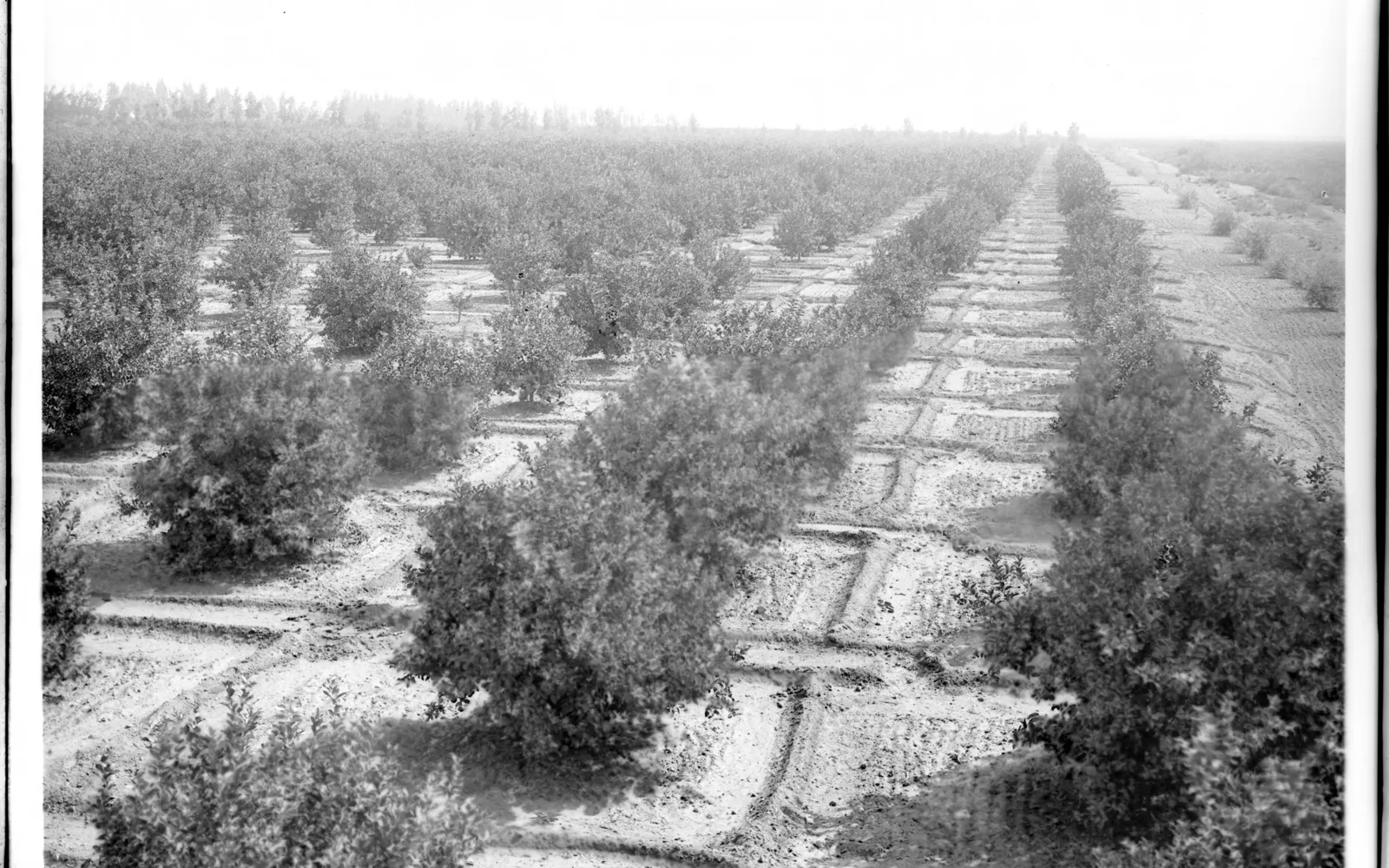 Historical photograph of a lemon orchard in California prepared for irrigation, showing rows of trees and irrigation channels, circa 1900