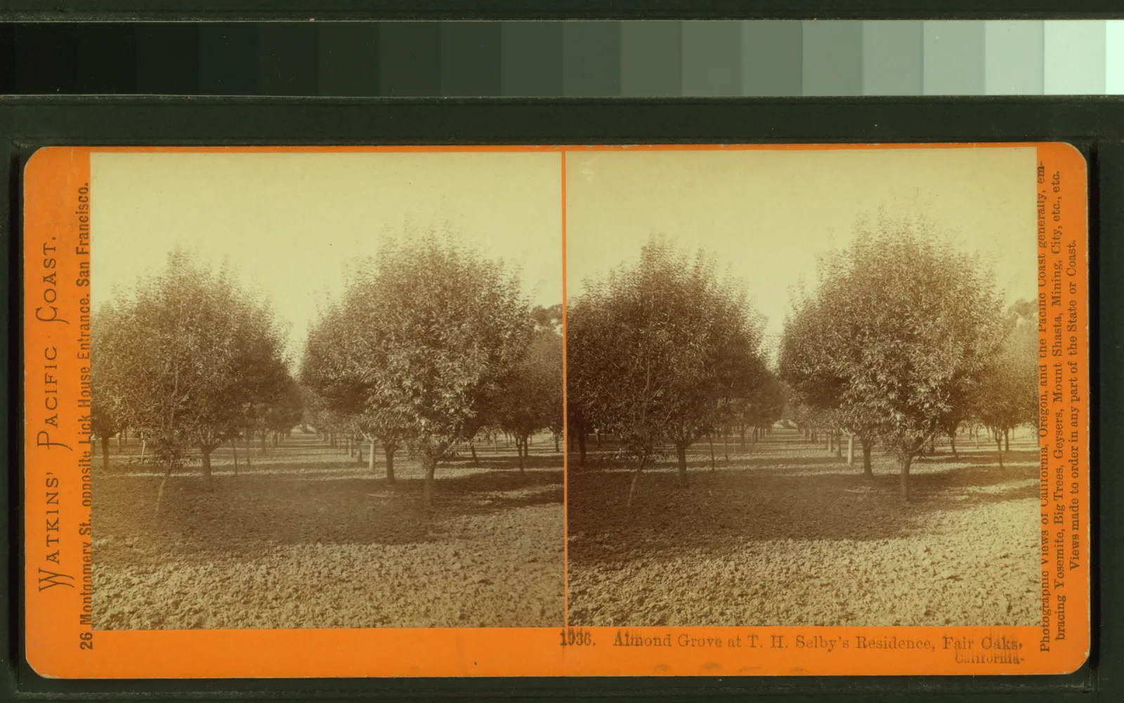 Historical stereoscopic card showing an almond orchard at T.H. Selby's residence in Fair Oaks, California, from the 19th century